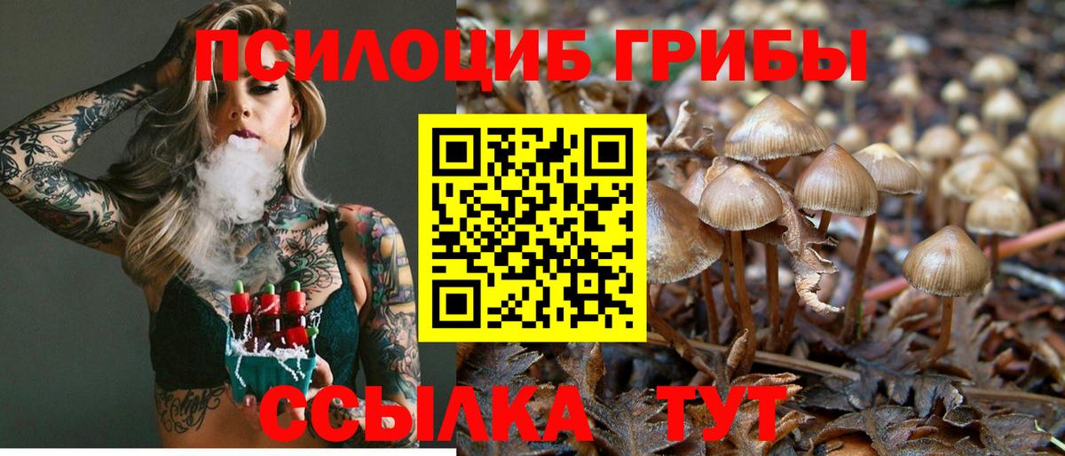 закладка  Вход с VPN  Вязники  Псилоцибиновые грибы ЛСД  Псилоцибиновые грибы MAGIC MUSHROOMS 